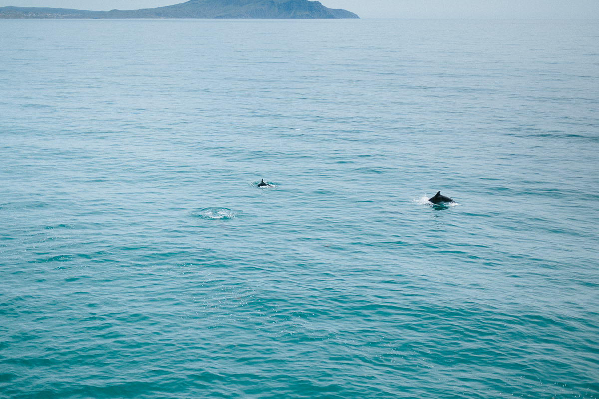 Дельфины плавают в морях Крыма, Нового света